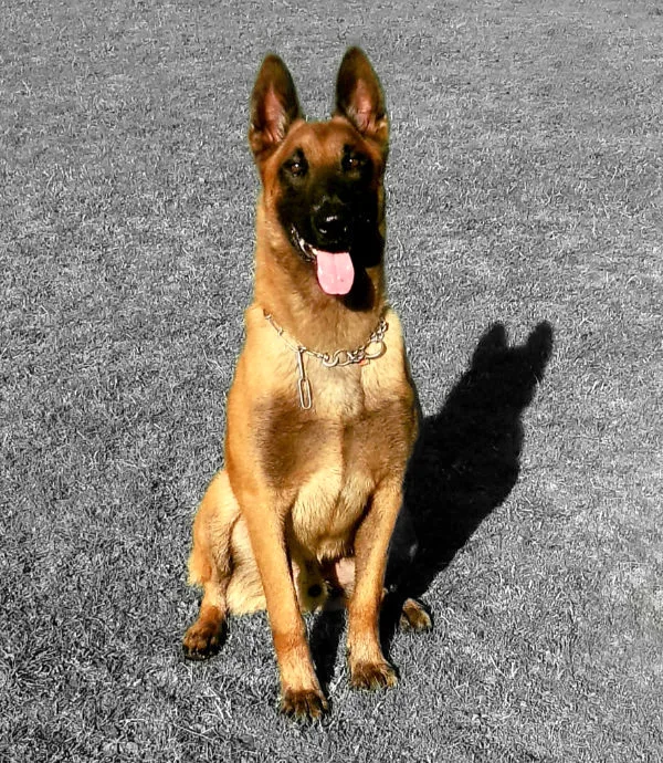 Belgian Malinois