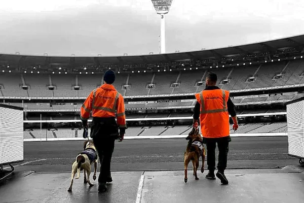 Two handlers with detection dogs walking into a stadium