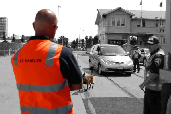 K9 handler in a hi-vis vest with a detection dog